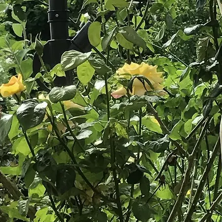 Nordsee-lilie Δωμάτια σε οικογενειακή κατοικία Βίλχελμσχαφεν