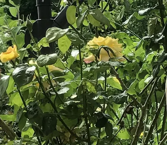 Nordsee-lilie Séjour chez l'habitant Wilhelmshaven